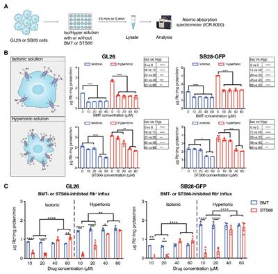 Role of NKCC1 Activity in Glioma K+ Homeostasis and Cell Growth: New Insights With the Bumetanide-Derivative STS66
